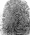 Raw fingerprint image from SecuGen Hamster III