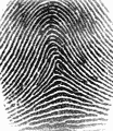 Raw fingerprint image from SecuGen Hamster Plus